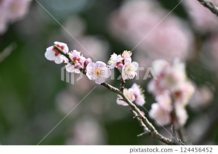 Plum blossoms in Dazaifu (for praying for success in exams, etc.) 124456452