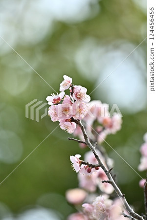 Plum blossoms in Dazaifu (for praying for success in exams, etc.) Plum blossoms in Dazaifu (for praying for success in exams, etc.) 124456456