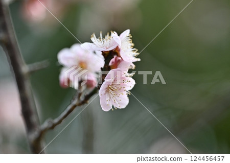 Plum blossoms in Dazaifu (for praying for success in exams, etc.) Plum blossoms in Dazaifu (for praying for success in exams, etc.) 124456457