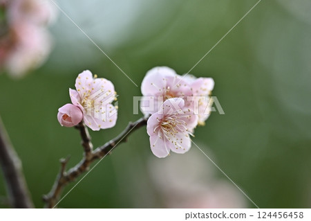 Plum blossoms in Dazaifu (for praying for success in exams, etc.) Plum blossoms in Dazaifu (for praying for success in exams, etc.) 124456458