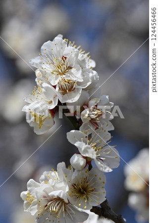 Plum blossoms in Dazaifu (for praying for success in exams, etc.) 124456466