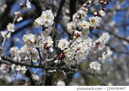 Plum blossoms in Dazaifu (for praying for success in exams, etc.) 124456467