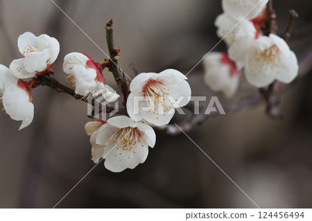 Plum blossoms in Dazaifu (for praying for success in exams, etc.) Plum blossoms in Dazaifu (for praying for success in exams, etc.) 124456494