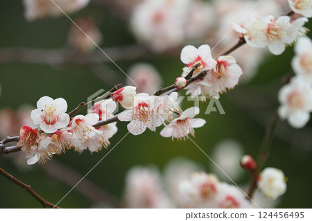 Plum blossoms in Dazaifu (for praying for success in exams, etc.) 124456495