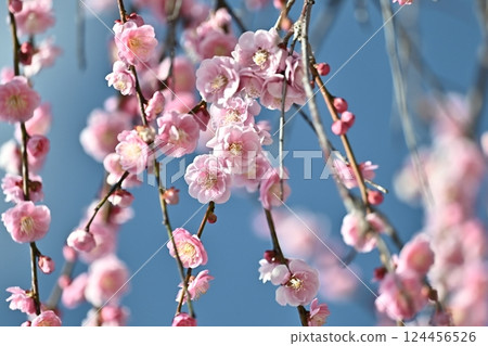 太宰府梅（求入學考試等） 124456526