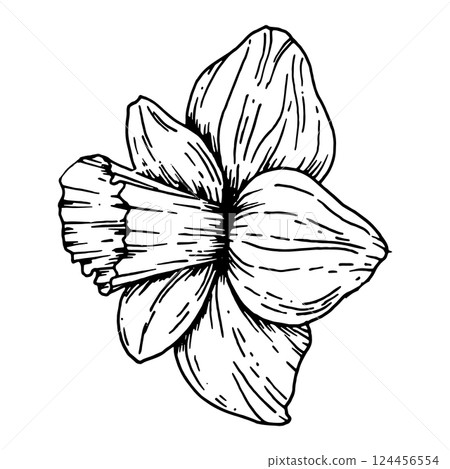 Side view of blooming narcissus flower. Elegant hand drawn black and white daffodil with detailed petals and trumpet. Ideal for botanical illustrations, nature prints, and springtime stationery. 124456554