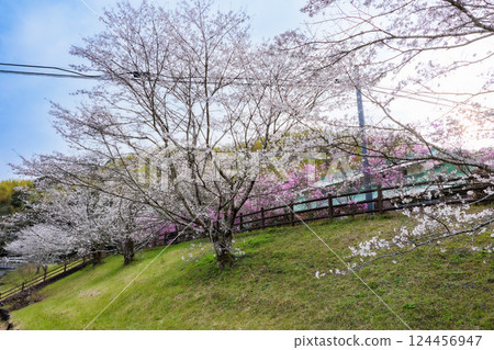 Cherry blossoms: a seasonal feature of spring 124456947