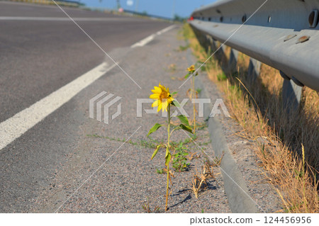 Sunflower flower growing on side road on sunny day. Blooming yellow flower on green stem with leaves growing on edge of road and cars passing by on sunny day. Concept of purposefulness, determination Sunflower flower growing on side road on sunny day. Blooming yellow flower on green stem with leaves growing on edge of road and cars passing by on sunny day. Concept of purposefulness, determination 124456956