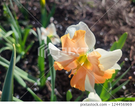 Narcissus close up. Beautiful flower with white orange petals, stamens and green leaves grows in ground on sunny spring day. Selection breeding. Artificially bred plant. Cultivated varietal daffodil Narcissus close up. Beautiful flower with white orange petals, stamens and green leaves grows in ground on sunny spring day. Selection breeding. Artificially bred plant. Cultivated varietal daffodil 124456969