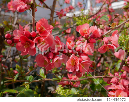 A Chaenomeles speciosa blooming bush A Chaenomeles speciosa blooming bush 124456972