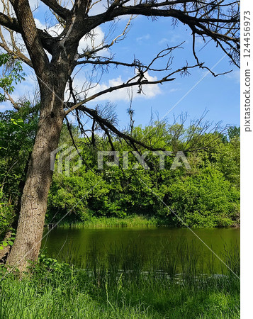 Trees with green leaves, bushes with green leaves and green grass on the river bank and blue sky with white clouds on a sunny spring day. Nature. Natural background Trees with green leaves, bushes with green leaves and green grass on the river bank and blue sky with white clouds on a sunny spring day. Nature. Natural background 124456973