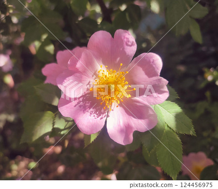 Pink rosehip flower on bush on sunny summer day. Blooming rosehip. Pink petals with many yellow stamens of blooming flower rosehip on a bush branch with green leaves. Natural sunlight. Nature natural Pink rosehip flower on bush on sunny summer day. Blooming rosehip. Pink petals with many yellow stamens of blooming flower rosehip on a bush branch with green leaves. Natural sunlight. Nature natural 124456975
