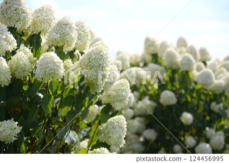 A blooming white Hydrangea bush A blooming white Hydrangea bush 124456995