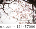 Cherry Blossoms	 124457000