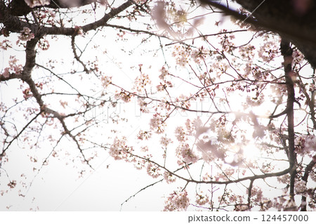 櫻桃樹 124457000