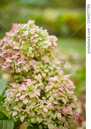 Large-leaved hydrangea of the Endless Summer variety at the end of flowering in October. Large-leaved hydrangea of the Endless Summer variety at the end of flowering in October. 124457788