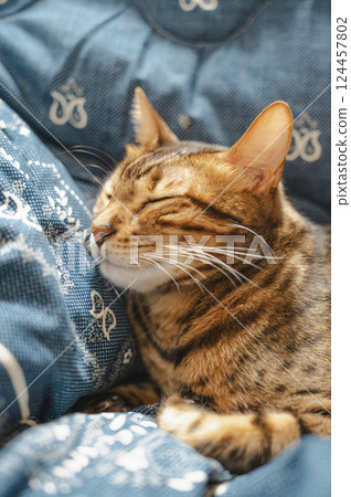 Relaxing cat (Bengal) 124457802