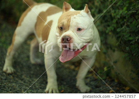 smart and cute pitbull in garden nature, dog 124457857