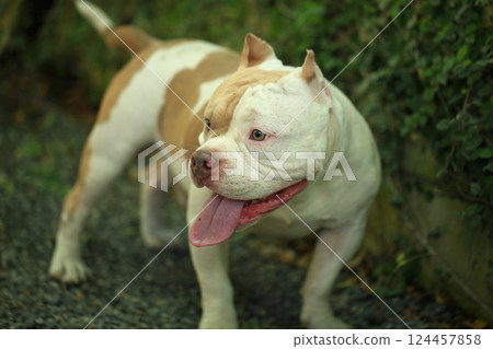 smart and cute pitbull in garden nature, dog smart and cute pitbull in garden nature, dog 124457858