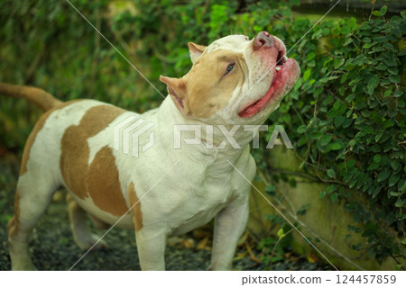 smart and cute pitbull in garden nature, dog 124457859