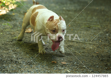 smart and cute pitbull in garden nature, dog smart and cute pitbull in garden nature, dog 124457865