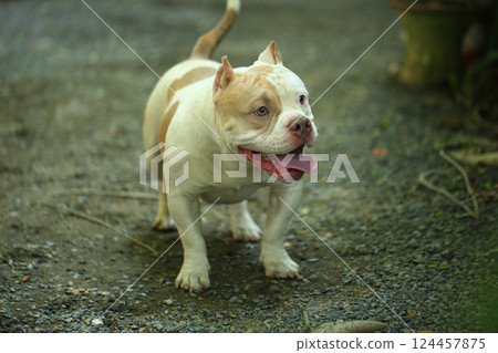 smart and cute pitbull in garden nature, dog 124457875