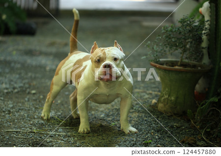 smart and cute pitbull in garden nature, dog smart and cute pitbull in garden nature, dog 124457880