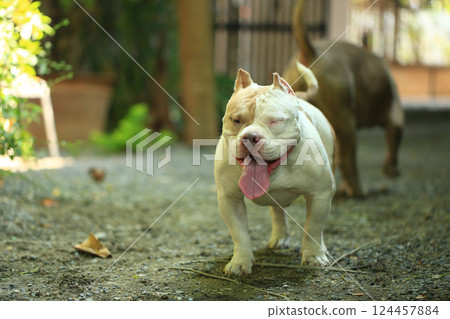 smart and cute pitbull in garden nature, dog smart and cute pitbull in garden nature, dog 124457884
