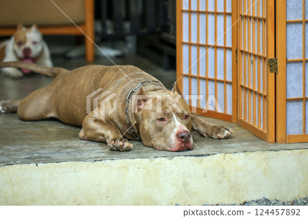 smart and cute pitbull in garden nature, dog 124457892