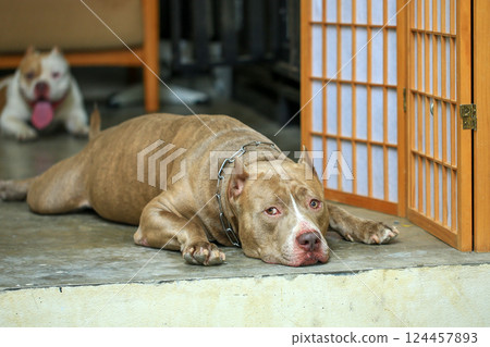 smart and cute pitbull in garden nature, dog smart and cute pitbull in garden nature, dog 124457893