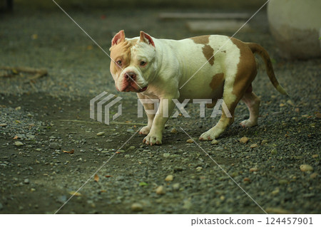 smart and cute pitbull in garden nature, dog smart and cute pitbull in garden nature, dog 124457901