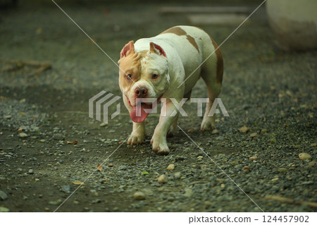 smart and cute pitbull in garden nature, dog smart and cute pitbull in garden nature, dog 124457902