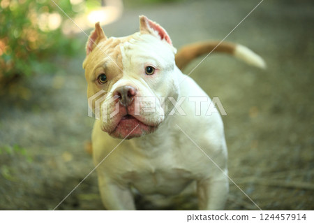 smart and cute pitbull in garden nature, dog smart and cute pitbull in garden nature, dog 124457914