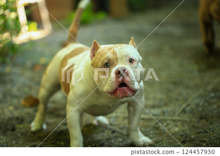 smart and cute pitbull in garden nature, dog smart and cute pitbull in garden nature, dog 124457930