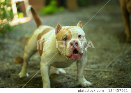 smart and cute pitbull in garden nature, dog smart and cute pitbull in garden nature, dog 124457931