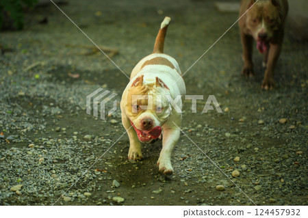 smart and cute pitbull in garden nature, dog smart and cute pitbull in garden nature, dog 124457932