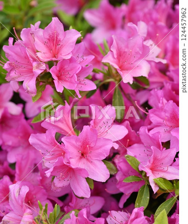 美麗的杜鵑花（杜鵑花） 124457962