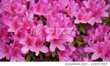 美麗的杜鵑花（杜鵑花） 124457963