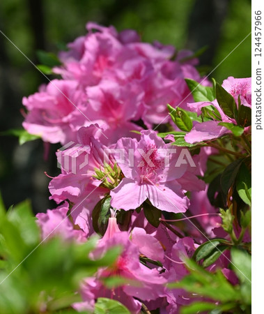 美麗的杜鵑花(杜鵑花) 美麗的杜鵑花(杜鵑花) 124457966