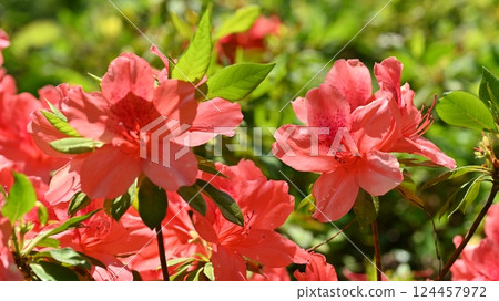 Beautiful azalea (azalea) 124457972
