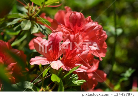 Beautiful azalea (azalea) 124457973