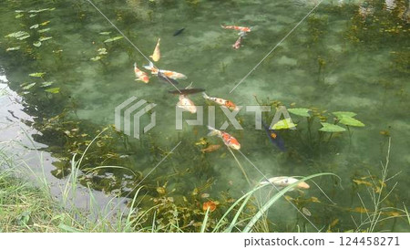 在岐阜縣莫內的池塘里,鯉魚優雅地遊動 在岐阜縣莫內的池塘里,鯉魚優雅地遊動 124458271