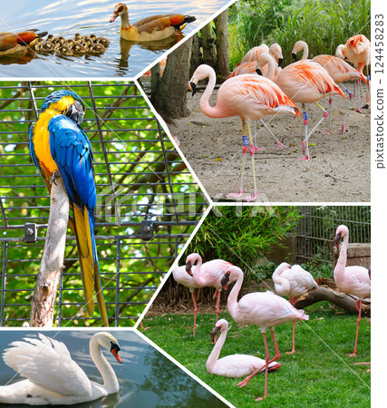 Birds in aviaries and the city mini zoo. 124458283