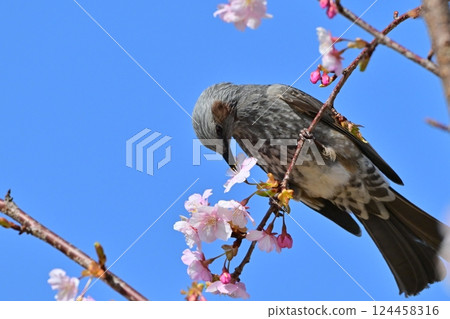 Bulbul 124458316