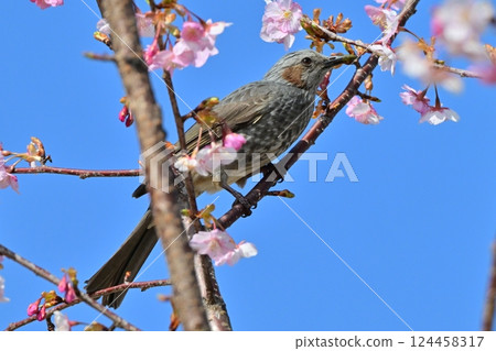 Bulbul 124458317