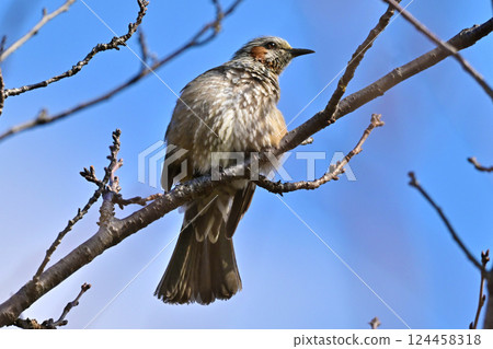 Bulbul 124458318