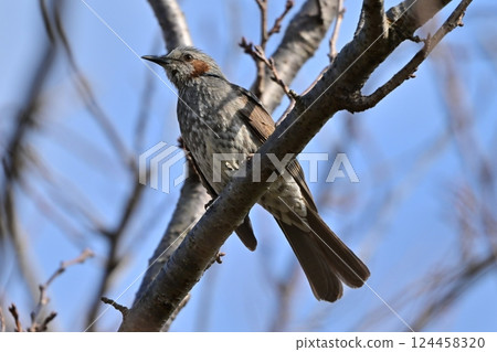 Bulbul 124458320