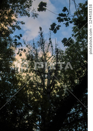 little piece of sky between branches 124458338