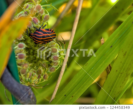 insect on flower 124458349