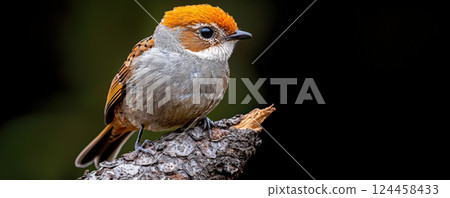 small bird with vibrant orange and gray plumage perches textured tree branch, set against dark, blurred background, creating serene environment 124458433